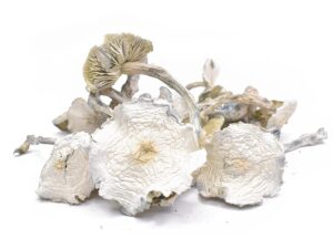 Albino A+ Magic Mushrooms For Sale