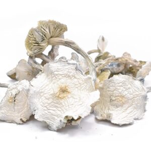 Albino A+ Magic Mushrooms For Sale