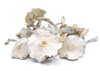 Albino A+ Magic Mushrooms For Sale