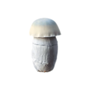 Albino Penis Envy Mushrooms For Sale