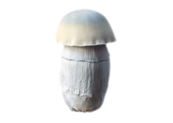 Albino Penis Envy Mushrooms For Sale