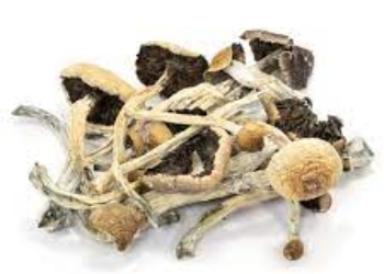 Amazonian Cubensis Mushrooms for Sale