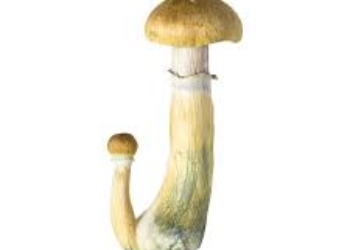 B+ Cubensis Mushrooms for Sale