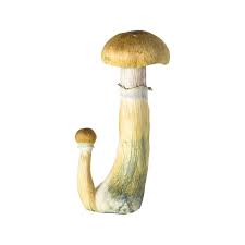 B+ Cubensis Mushrooms for Sale