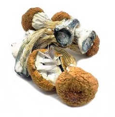 Blue Meanie Mushrooms for sale