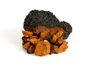 Dried Chaga mushrooms for sale