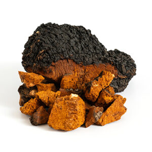 Dried Chaga mushrooms for sale