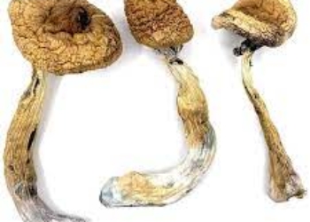 Golden Teacher Mushroom for Sale