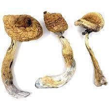 Golden Teacher Mushroom for Sale