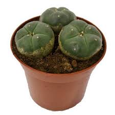 Peyote (Lophophora Williamsii) For Sale