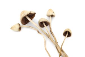 Psilocybe Mexicana (Mexican Cubensis) For Sale