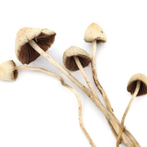 Psilocybe Mexicana (Mexican Cubensis) For Sale