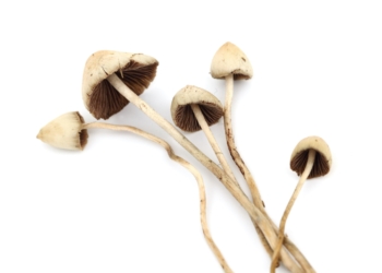 Psilocybe Mexicana (Mexican Cubensis) For Sale