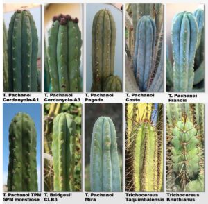 San Pedro Pachanoi (Trichocereus) For Sale