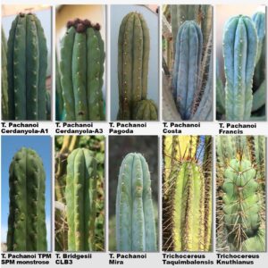 San Pedro Pachanoi (Trichocereus) For Sale